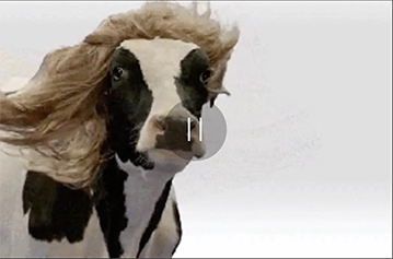 cow with hair blowing in wind GIF with pause button